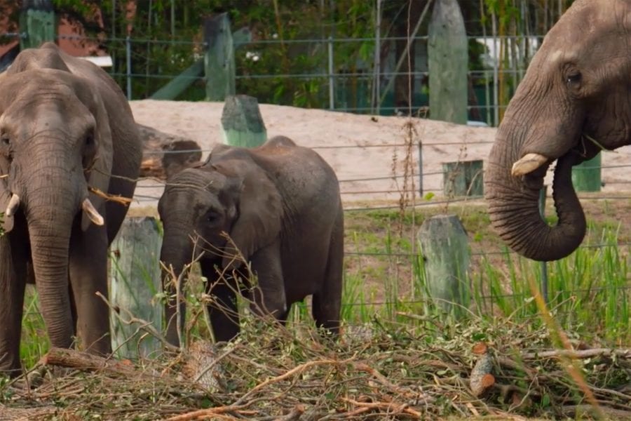 Eckerd Professor’s Elephant Study Featured On Disney+ Show - News 