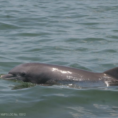 A small dolphin swims in the bay