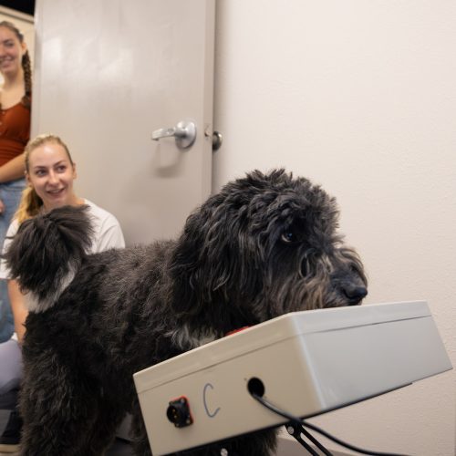 Dog stands at panel and looks at screen while students smile and watch