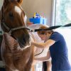 Student wearing stethoscope holds it to a horse's side