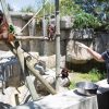 Orangutan at zoo sits and watches a student researcher make hand signals while blowing whistle and holding a metal bowl