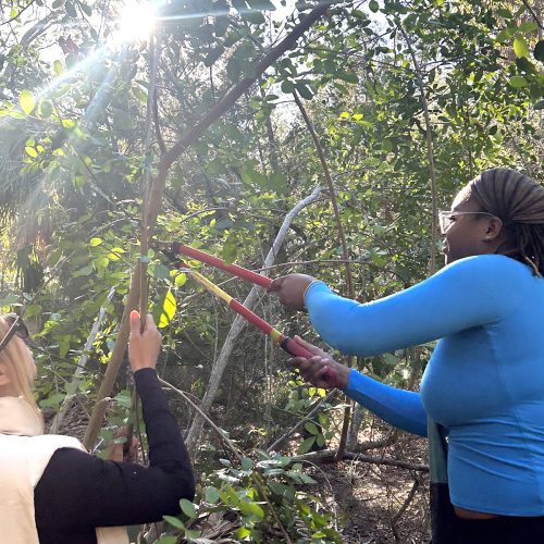 Two students using loppers to cut down a large bush