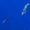 Student free diving as shark swims by