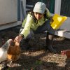 Student in boots and long pants and hat reaches out to several chickens in a coop