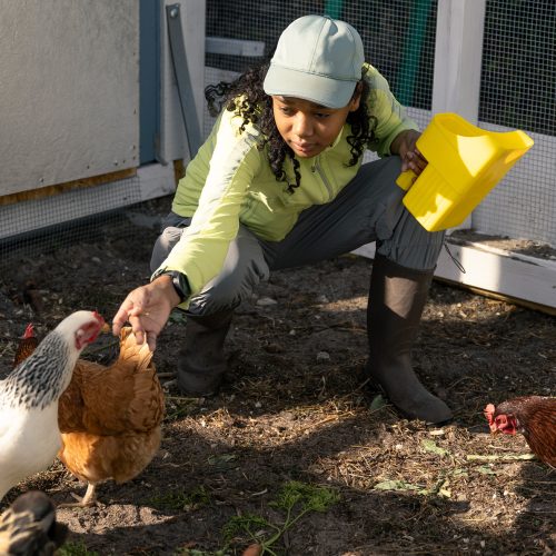 Student in boots and long pants and hat reaches out to several chickens in a coop